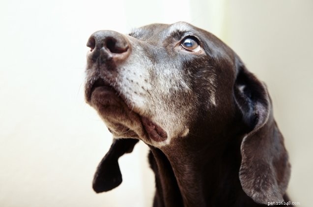 5 полезных советов для здоровья пожилых собак