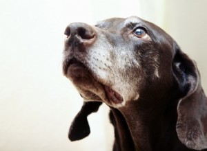 5 dicas de saúde para cães idosos