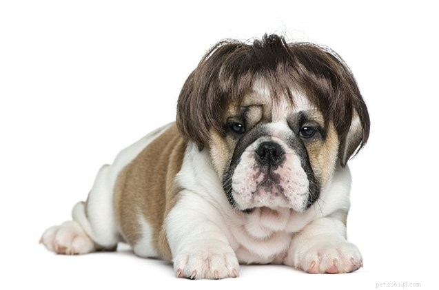 O que causa queda de cabelo em cães?