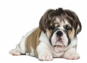 Co způsobuje vypadávání vlasů u psů?