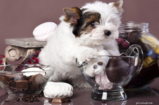 Honden en chocolade:waarom de twee niet samengaan