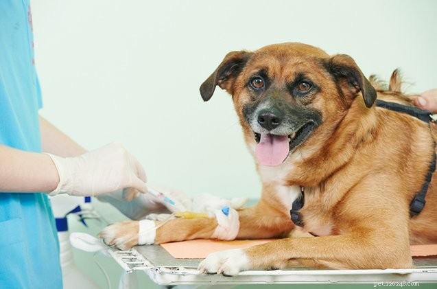 Uvolněte ve svém psovi hrdinu darováním psí krve