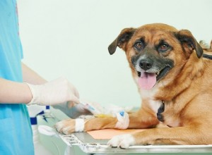 Liberte o herói em seu cão doando sangue canino