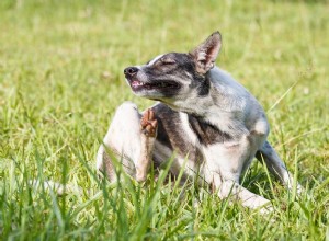 蚊があなたの犬の健康をどのように妨害するかについての話題 