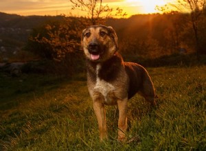 Qual ​​é a controvérsia em torno do vigor híbrido em cães?