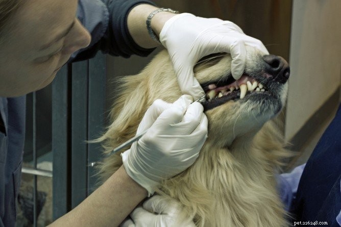 Een hap nemen uit tandvleesontsteking bij honden