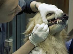 S attaquer à la gingivite chez le chien