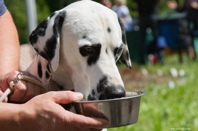 Como a água é importante para a saúde digestiva de um cão