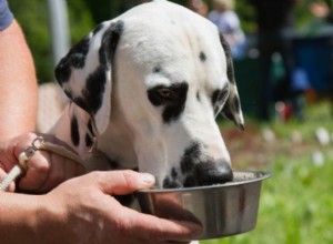 Como a água é importante para a saúde digestiva de um cão