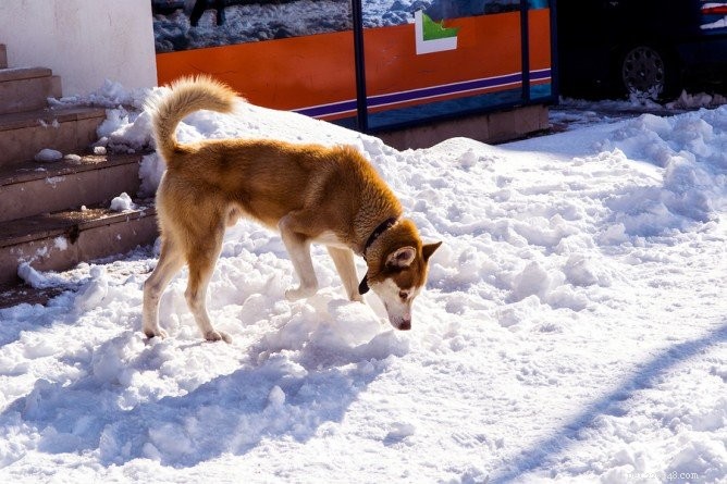 警告：犬の不凍液中毒の致命的な危険性 