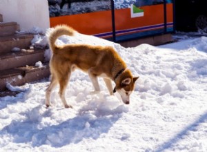 警告：犬の不凍液中毒の致命的な危険性 