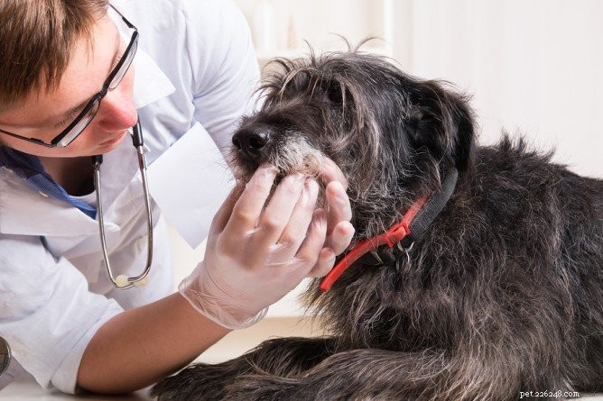 Vad man kan förvänta sig med en veterinärtandrengöring