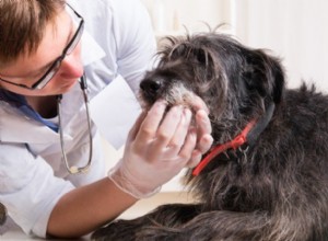 O que esperar de uma limpeza veterinária dos dentes