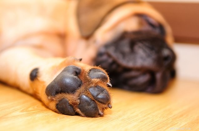 Varför luktar din hunds tassar majsflis?