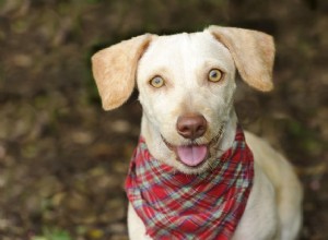 Existe-t-il une cure de désintoxication pour chiens ?