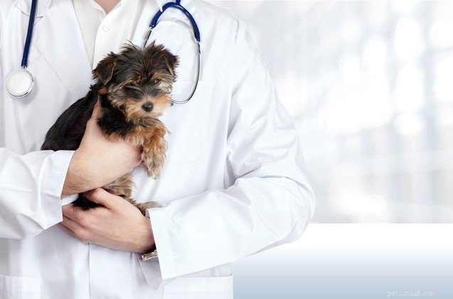 Le conseguenze mortali della fatica della compassione per gli operatori della cura degli animali