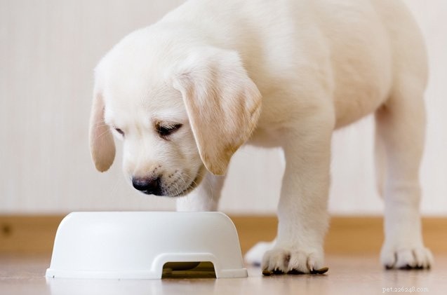 Top 10 dagelijkse gifstoffen die uw hond kunnen schaden