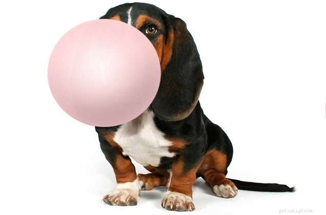 7 choses dangereuses (et surprenantes) pour chiens qui contiennent du xylitol