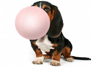 7 choses dangereuses (et surprenantes) pour chiens qui contiennent du xylitol