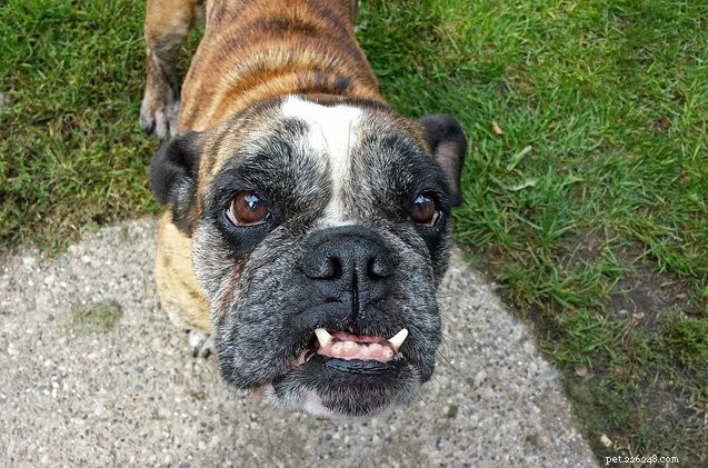 Malocclusion canine :chiens avec sous-occlusions