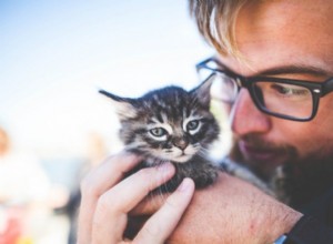 3 maneiras carinhosas que os animais de estimação beneficiam a saúde do coração