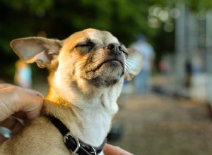 Les allergies saisonnières provoquent des égratignures et des reniflements chez nos animaux de compagnie