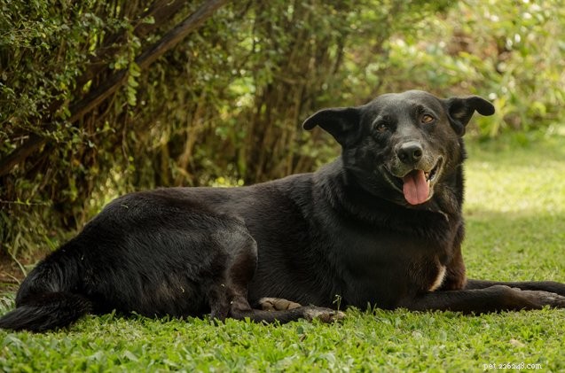 연구:몬태나, 콜로라도 및 사우스다코타에 서식하는 미국에서 가장 건강한 애완동물