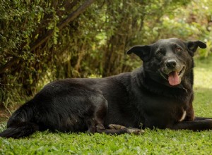 Estudo:os animais de estimação mais saudáveis ​​da América vivem em Montana, Colorado e Dakota do Sul