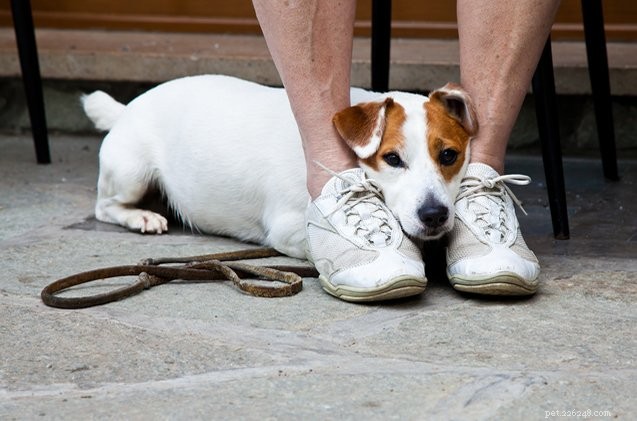 Kynofobi:Varför är vissa människor rädda för hundar?