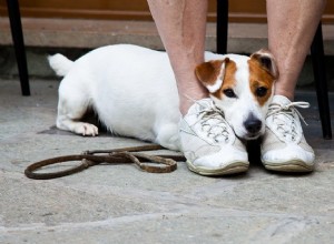 犬恐怖症：なぜ犬を恐れる人がいるのですか？ 