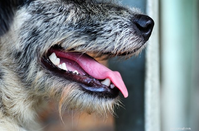 あなたの犬の口臭はあなたに彼らの健康について何かを教えていますか？ 