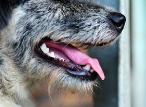 O mau hálito do seu cão está lhe dizendo algo sobre a saúde dele?