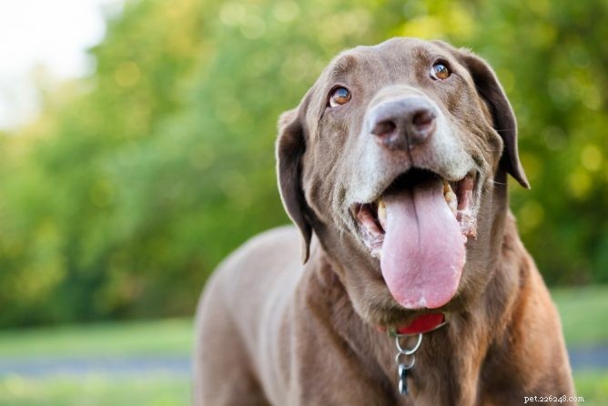 개 헐떡거림:강아지가 헐떡거리는 이유는 무엇입니까?