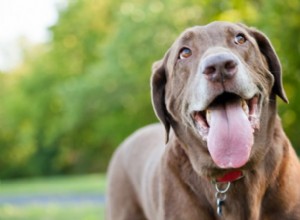 Cães ofegantes:por que seu cão faz isso?