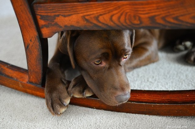 I ricercatori trovano geni OCD condivisi in cani, esseri umani e topi