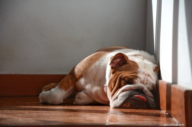 Wat veroorzaakt snurken bij honden?