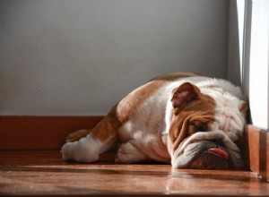 개 코골이의 원인은 무엇입니까?