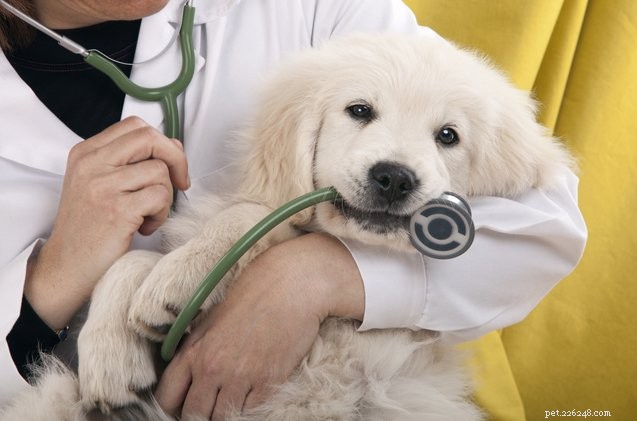 De que informações o novo veterinário do seu cão precisa?