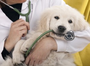 De quelles informations le nouveau vétérinaire de votre chien a-t-il besoin ?