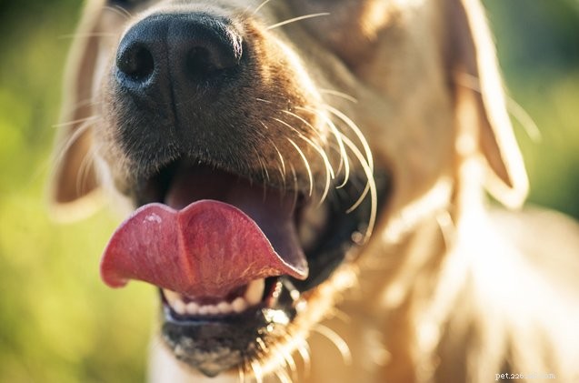 Is de mond van een hond echt schoner dan die van een mens?
