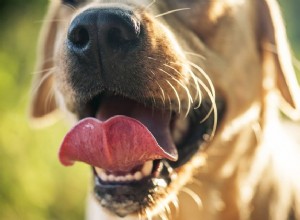 A boca de um cachorro é realmente mais limpa que a de um humano?