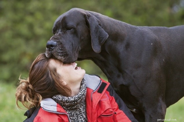 La ricerca suggerisce tassi di sopravvivenza migliori per i cani con gonfiore