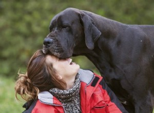 Pesquisa sugere melhores taxas de sobrevivência para cães com inchaço