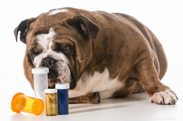 Vad ska du göra med oanvända husdjursläkemedel och vårdprodukter?