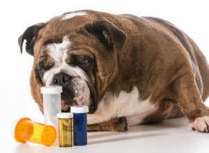 O que você deve fazer com produtos farmacêuticos e produtos de cuidados para animais de estimação não utilizados?