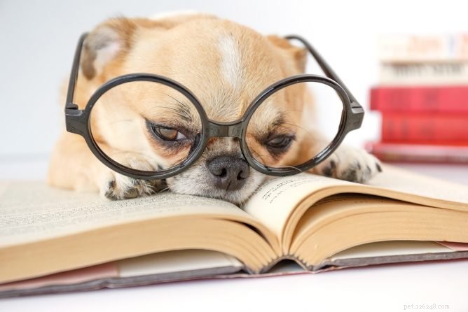 Hur du läser din hunds bajs