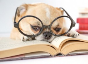 Jak číst psí hovínka