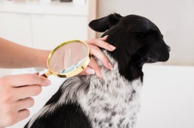 Собачьи вши:все, что вам нужно знать, чтобы защитить вашу собаку