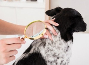 Piolhos:tudo o que você precisa saber para proteger seu cão