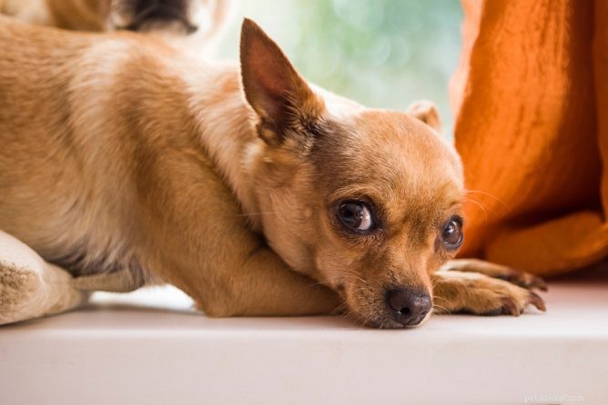 Непроходимость желудочно-кишечного тракта у собак